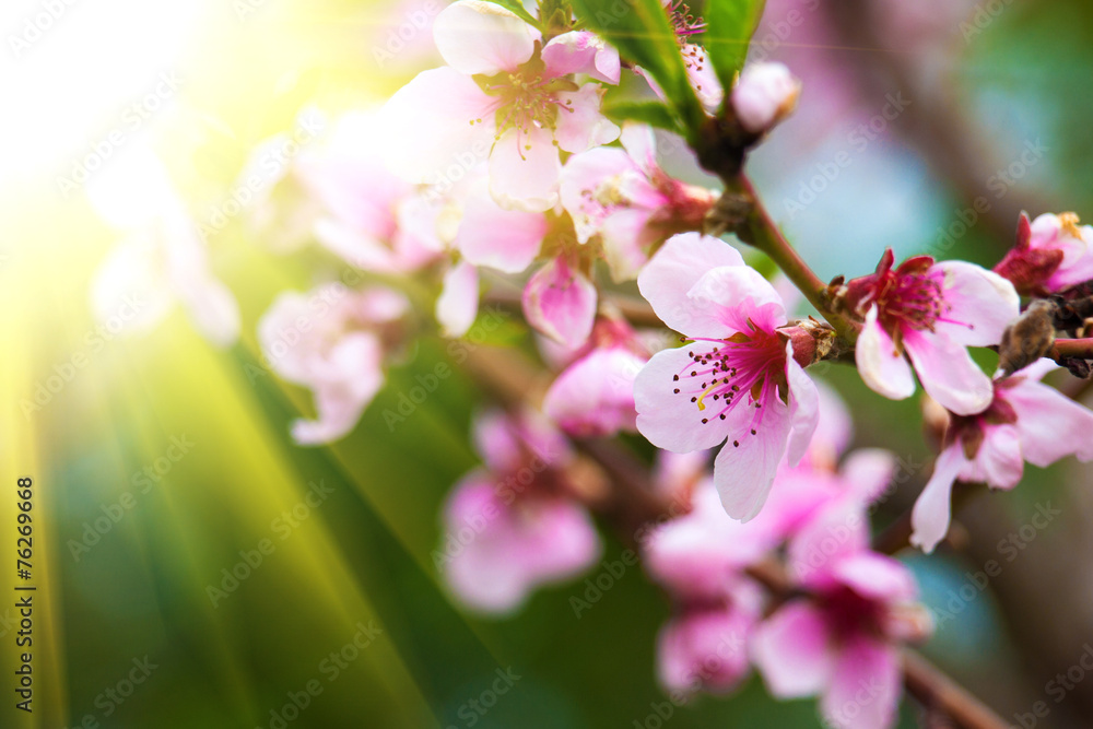 Fototapeta premium peach flower
