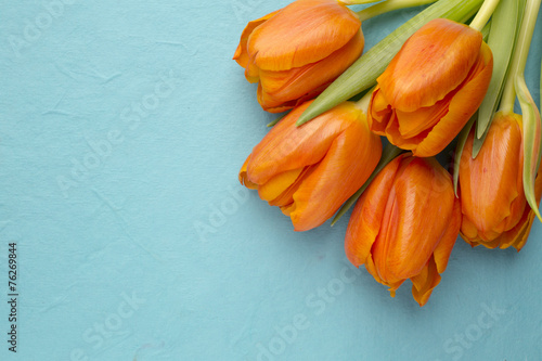 Fototapeta Naklejka Na Ścianę i Meble -  Tulip.