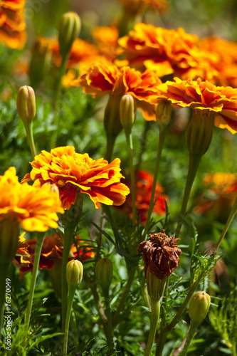 marigold flower background