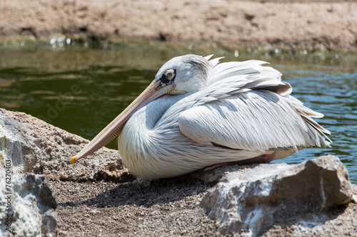 White pelican posing on a rock