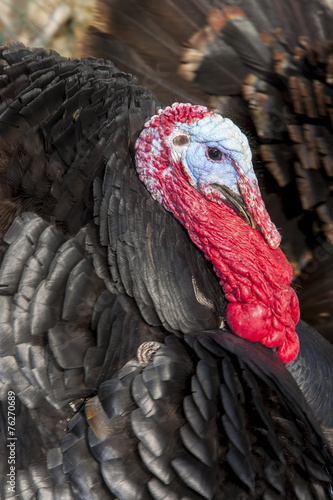 Close-up of Wild Turkey, Meleagris gallopavo