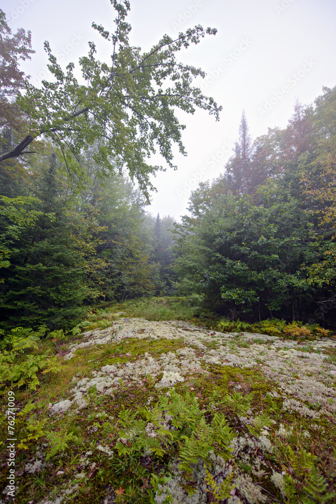 Fototapeta premium Forest Trail