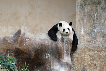 Fotobehang Panda Reuzenpanda rust loom in boom  © geargodz