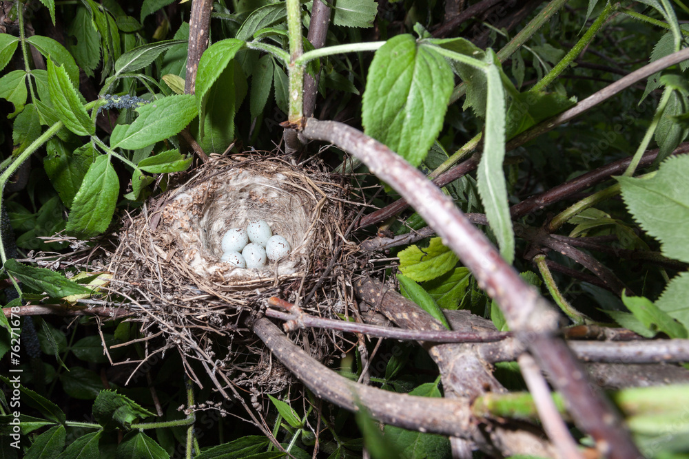 Obraz premium Nest of the Acanthis cannabina.