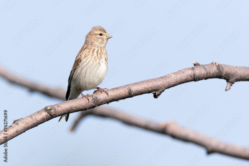 Linnet (Acanthis cannabina) Linnet (Acanthis cannabina)