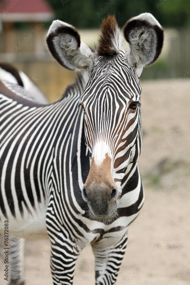 Fototapeta premium Zebra