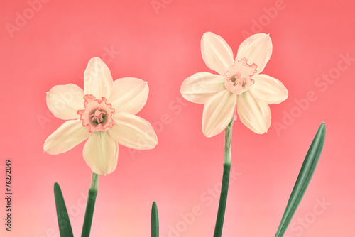 Daffodil Pair in Pastels