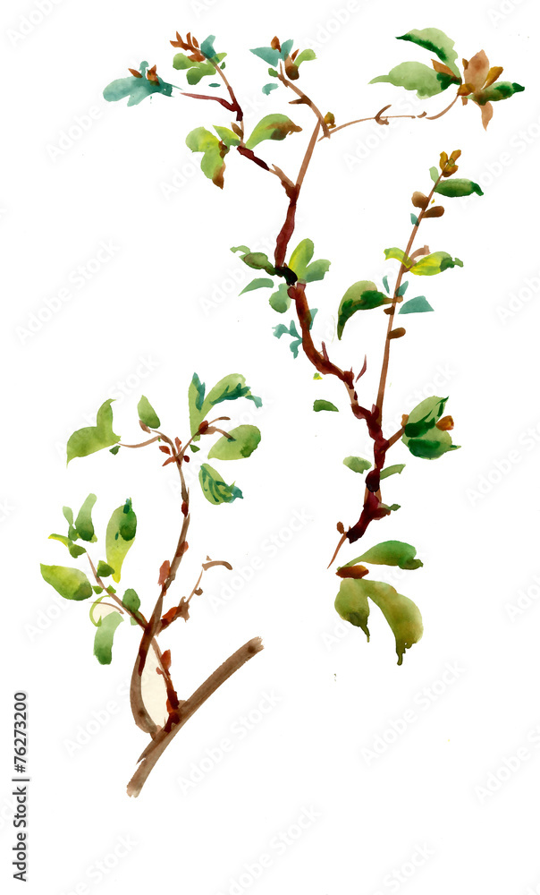 Spring twig illustration