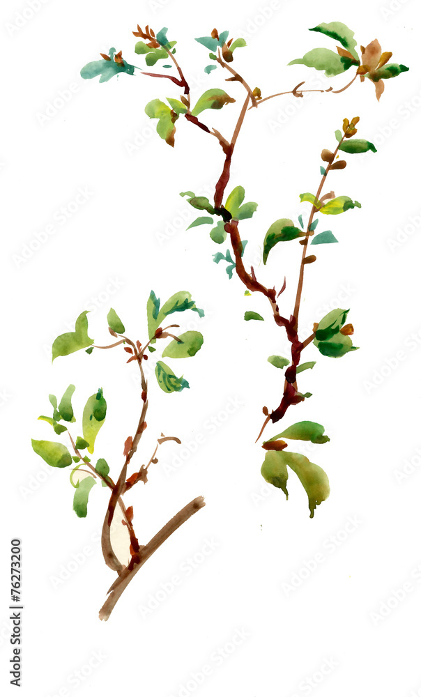 Spring twig illustration Spring twig illustration