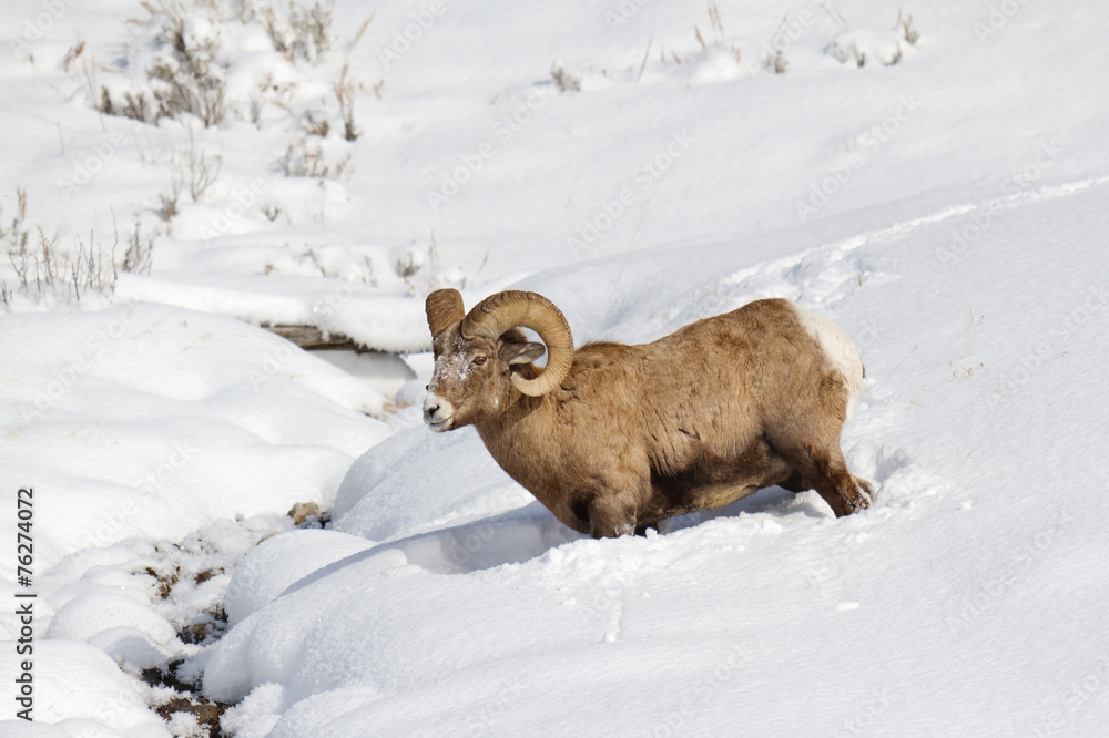 Naklejka premium Bighorn Sheep