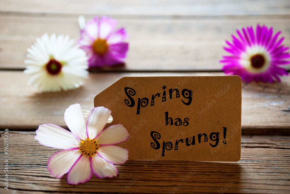 Label With Text Spring Has Sprung With Cosmea Blossoms Label With Text Spring Has Sprung With Cosmea Blossoms