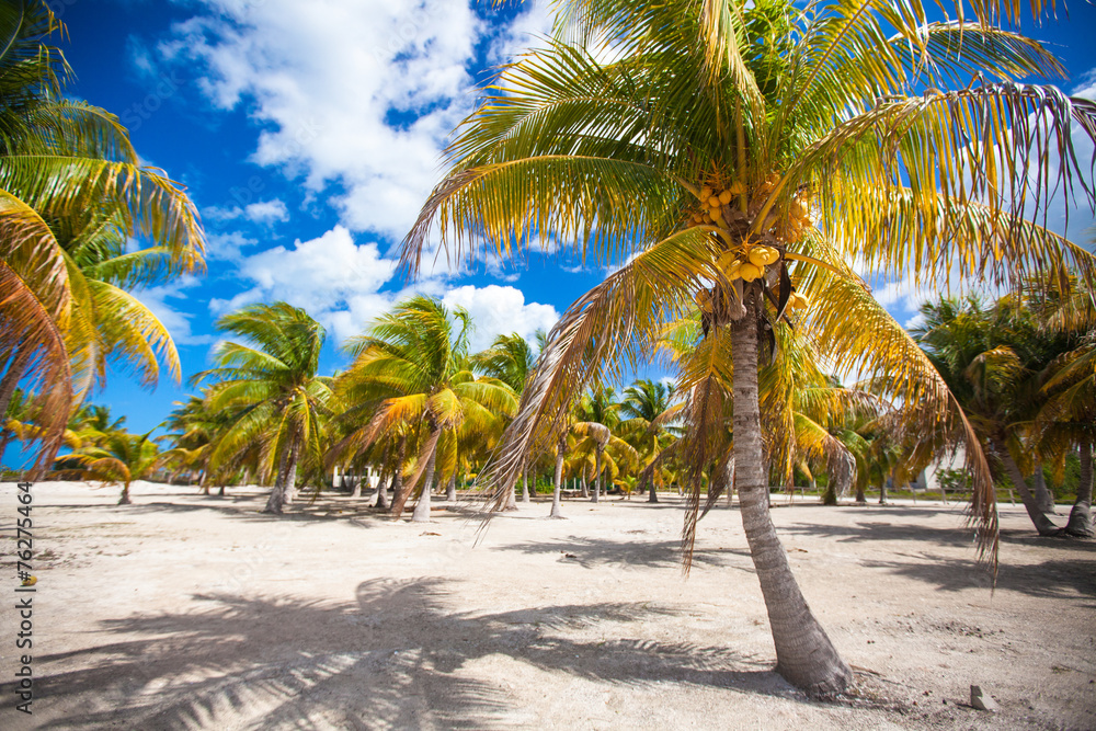 Obraz premium Palm grove on white sandy tropical beach at exotic country