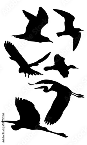 Birds - silhouette 1 photo