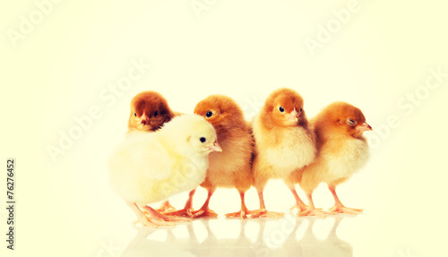Group of small chicken.