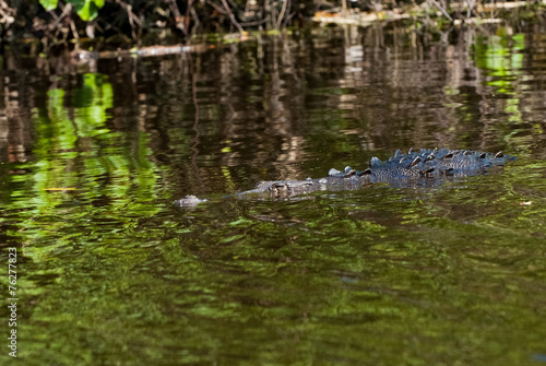 Alligator in the river © be free