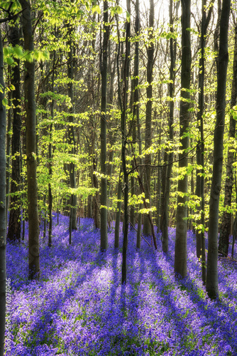 Fototapeta Naklejka Na Ścianę i Meble -  Stunning bluebell flowers in Spring forest landscape