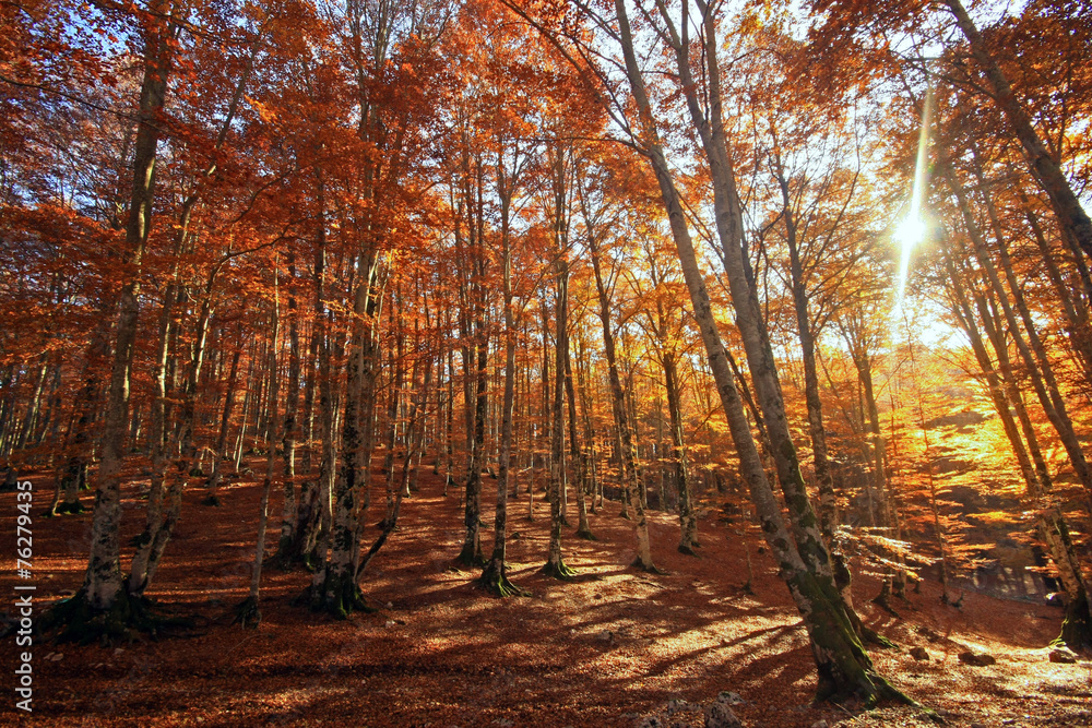 Sole tra gli alberi.... Aceri millecolori Sole tra gli alberi.... Aceri millecolori