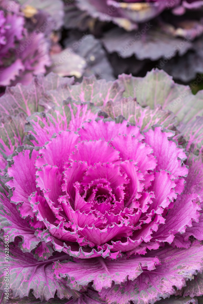 Close up fresh Cabbage in field Close up fresh Cabbage in field