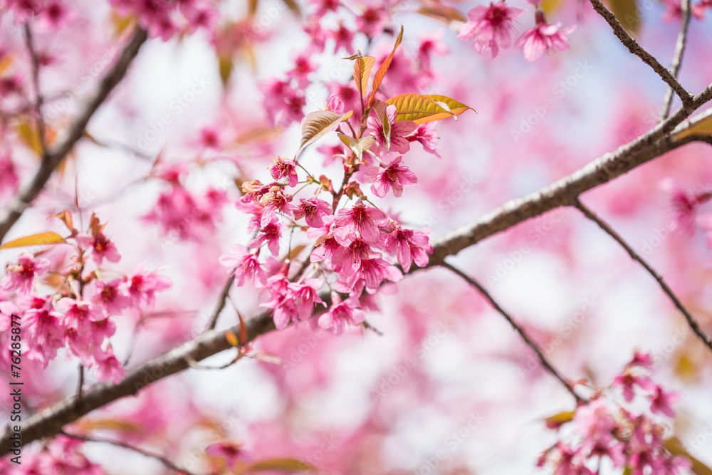 Thailand pink Sakura flower in ChiangMai, Thailand Thailand pink Sakura flower in ChiangMai, Thailand