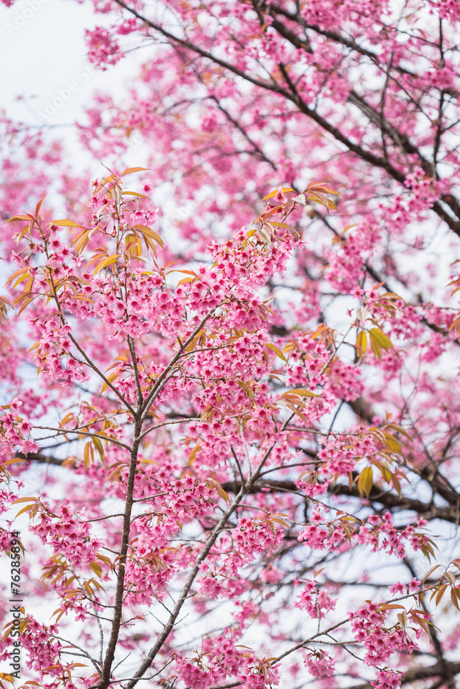 Thailand pink Sakura flower in ChiangMai, Thailand Thailand pink Sakura flower in ChiangMai, Thailand