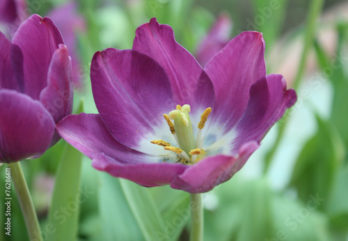 purple tulip with bokeh