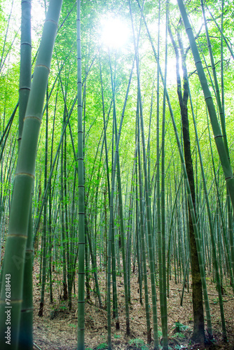 sunlight through the bamboo grove