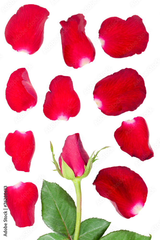 Rose Rose