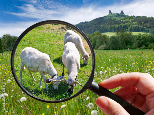 czech agriculture - green farm with animals photo