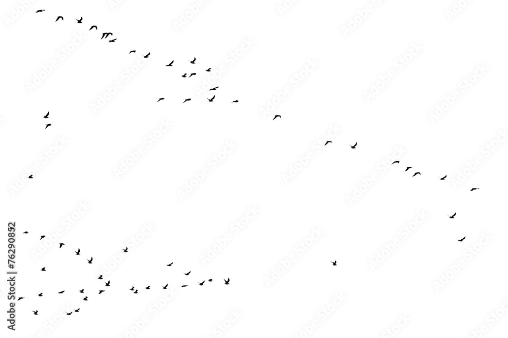 flock of birds on a white background flock of birds on a white background