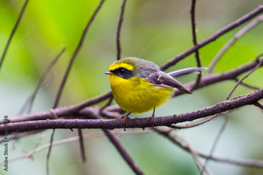 Yellow-bellied Fantail (Chelidorhynx hypoxantha) on the branch Yellow-bellied Fantail (Chelidorhynx hypoxantha) on the branch