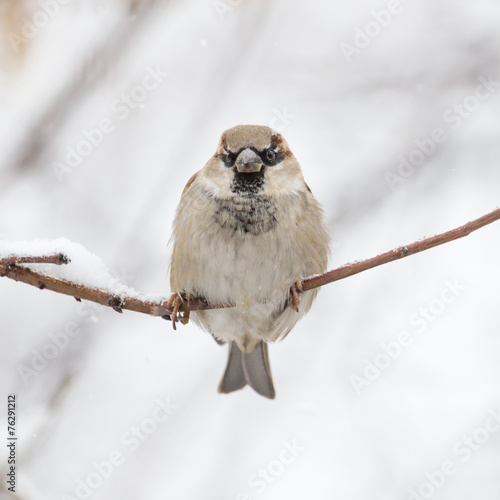 Sparrow winter nature