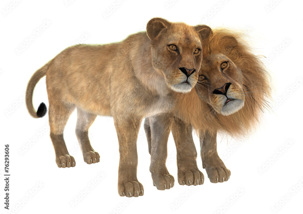 Obraz premium Lions in Love