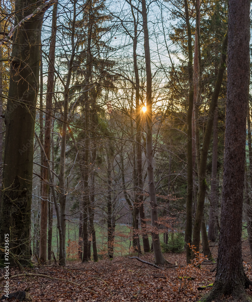 coniferous forest coniferous forest