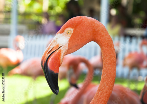 Pink Flamingo