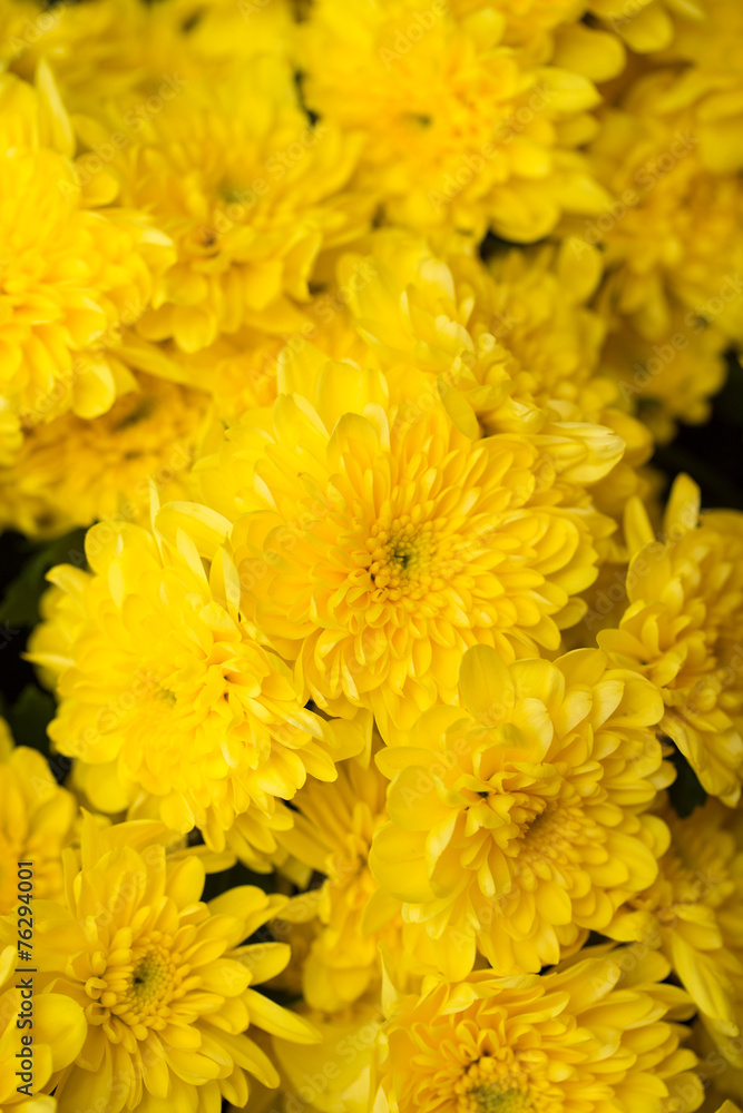 beautiful background of yellow flower beautiful background of yellow flower