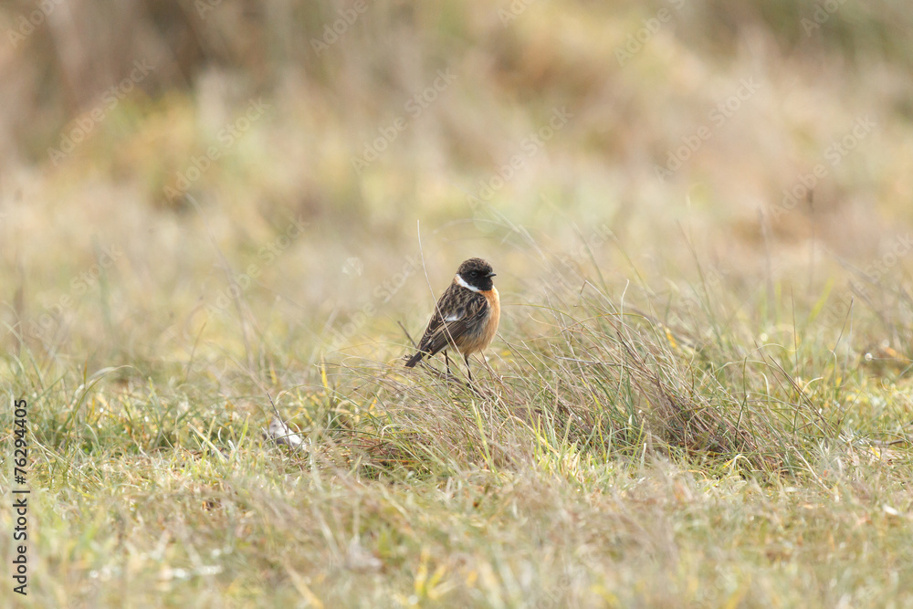 Fototapeta premium Tarabilla común. Saxicola torquata.