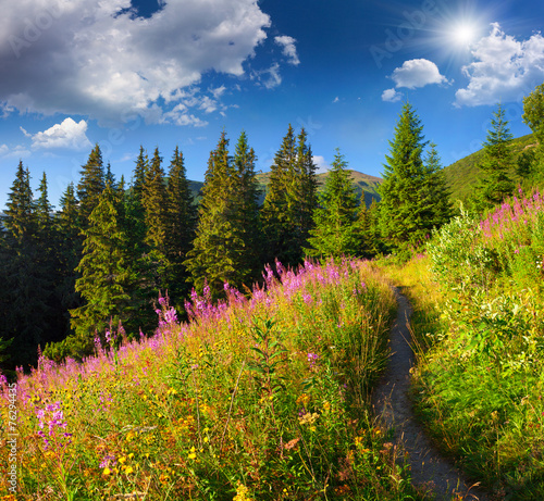 Beautiful summer landscape in the mountains with pink flowers.