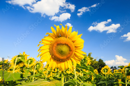 Sunflower plant on blue sky
