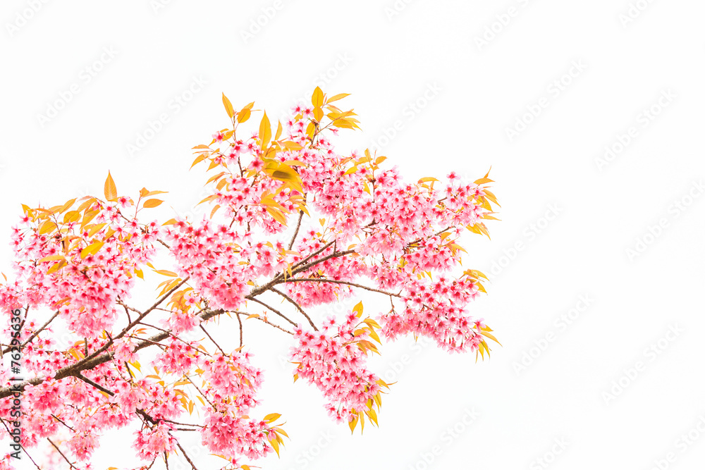 Wild Himalayan Cherry spring blossom on white background Wild Himalayan Cherry spring blossom on white background