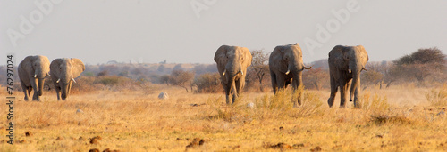 Photography Elephants walking