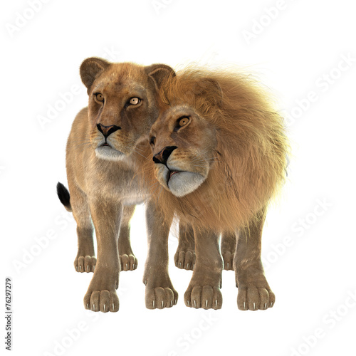 Fototapeta Naklejka Na Ścianę i Meble -  Lions in Love