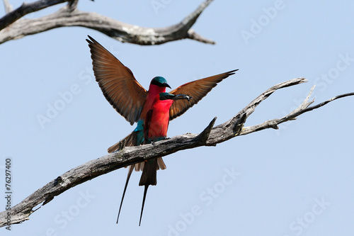 Couple of carmine bee-eaters photo