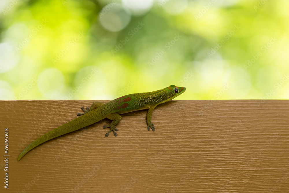 Fototapeta premium beautiful small green lizard on brown desk