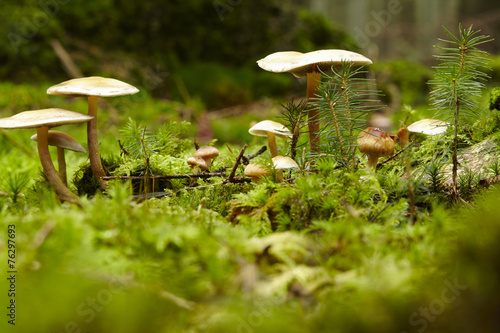 Pilze auf einem bemoosten Waldboden