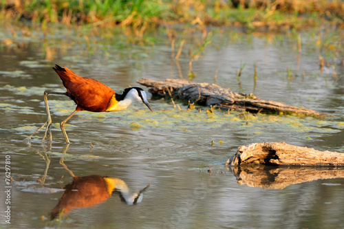 African jacana in the water photo