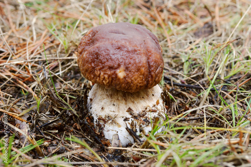 Brown edible boletus in the autumn forest