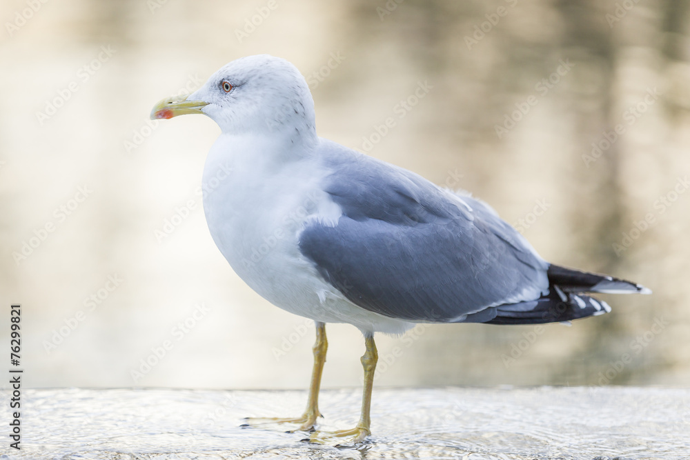 Obraz premium Seagull 14