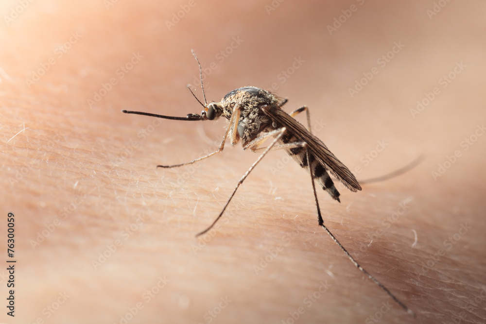 Macro of bloodsucker mosquito on human skin Macro of bloodsucker mosquito on human skin