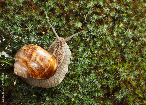 Garden snail on moss photo