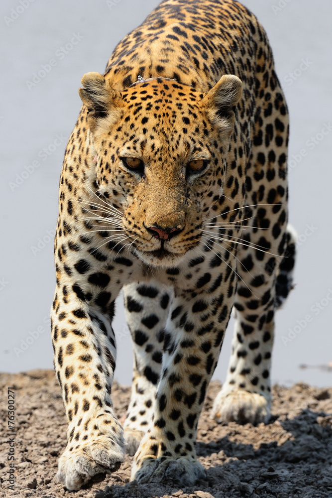 Naklejka premium Male leopard